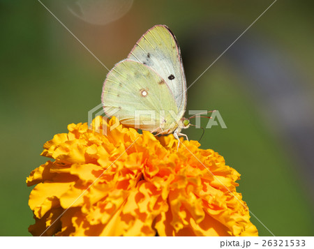 モンキチョウ橙色の花右向き 26321533