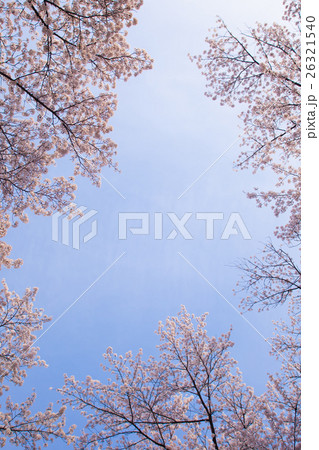 桜 春イメージ 広角 桜 春イメージ 広角 26321540