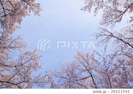 桜　春イメージ  広角 26321542
