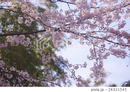 桜　春イメージ   26321545
