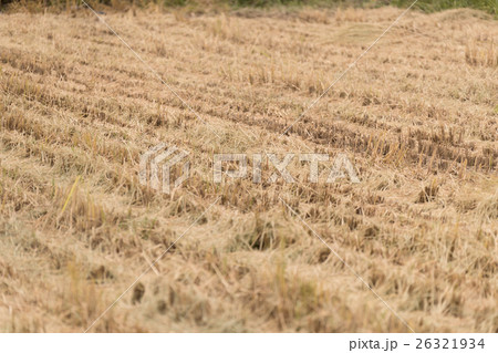 farming 26321934