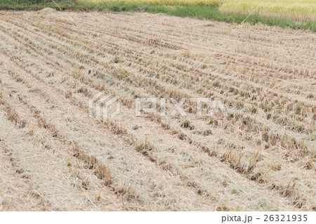 farming 26321935