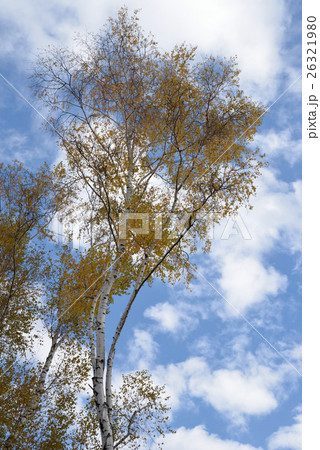 晩秋の岩手 らく葉の白樺と青空 晩秋の岩手 らく葉の白樺と青空 26321980