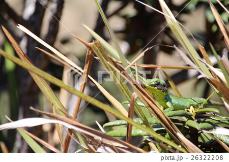 とかげ 26322208