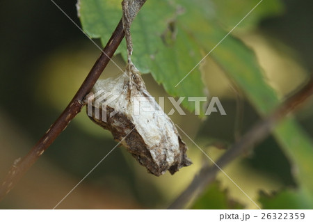 生き物　昆虫　クワコ、葉が枯れると隠れていた繭が目立つようになります 26322359