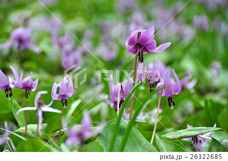 カタクリの花 26322685