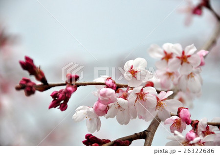 桜の花 26322686