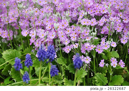 サクラソウ 26322687