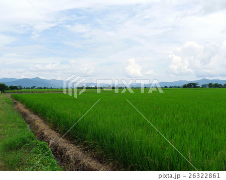 Rice Rice 26322861