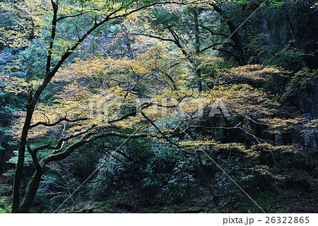 赤目四十八滝の紅葉 赤目四十八滝の紅葉 26322865