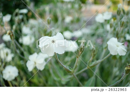 気品溢れる白いスイセンノウ 気品溢れる白いスイセンノウ 26322963