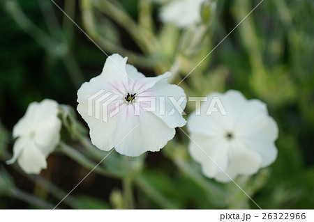 気品溢れる白いスイセンノウ 26322966