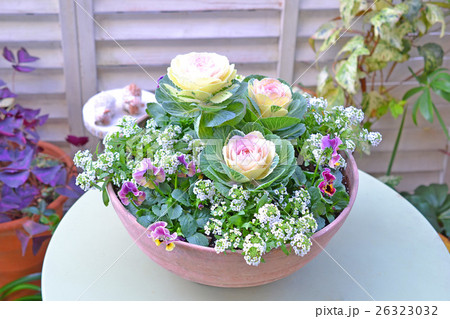 ガーデンテーブルに置かれたハボタンの寄せ植え ガーデンテーブルに置かれたハボタンの寄せ植え 26323032