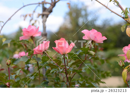 ジャルタン・ドゥ・フランス ジャルタン・ドゥ・フランス 26323213