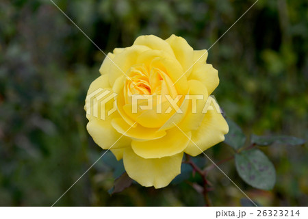 ジーナ・ロロブリジーダ ジーナ・ロロブリジーダ 26323214