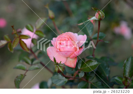 セクシー・レクシー セクシー・レクシー 26323220