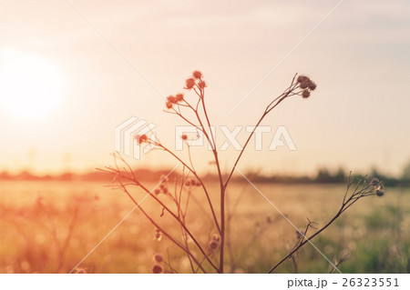 dry bur on rural field in sunset light dry bur on rural field in sunset light 26323551