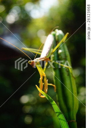 夏のカマキリ 26323668
