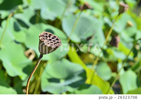 蓮の花托の写真素材