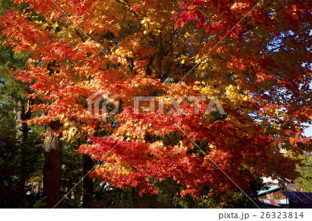 イロハモミジの紅葉 イロハモミジの紅葉 26323814