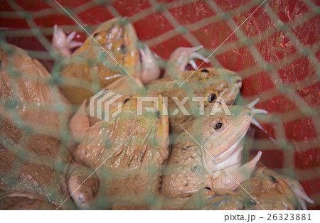 frog in net waiting customer to sale them in local frog in net waiting customer to sale them in local 26323881