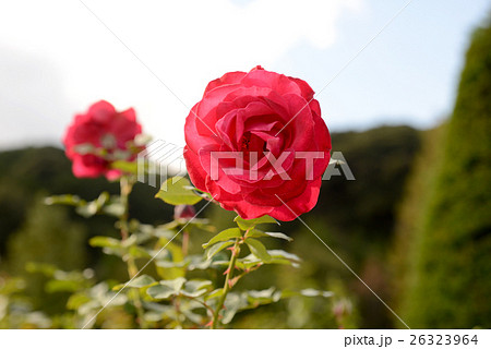 ダム・ド・クール ダム・ド・クール 26323964