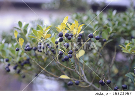 ツゲの実 26323967