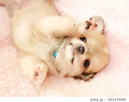 チワワの仔犬 26324096