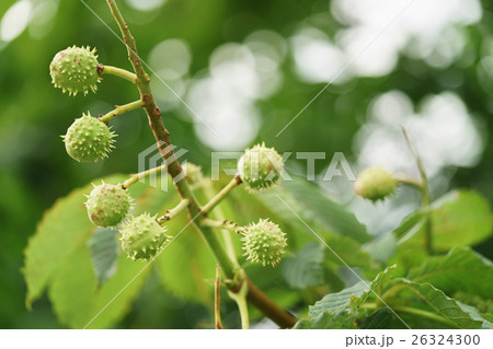 chinese chestnut on the tree close up chinese chestnut on the tree close up 26324300
