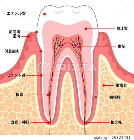 歯 断面図のイラスト素材