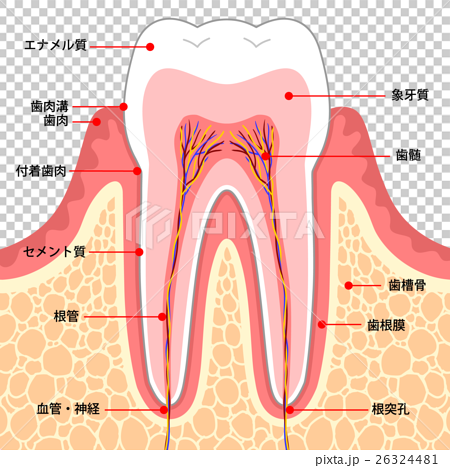 歯 断面図のイラスト素材