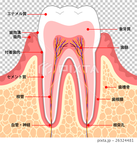 歯 断面図のイラスト素材