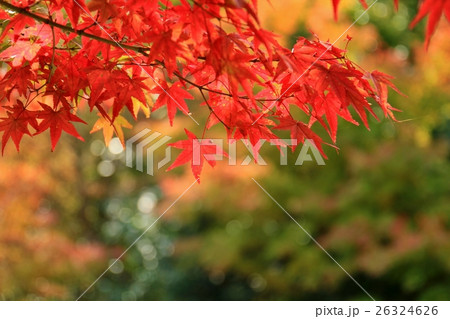 有田町 石場相撲場の紅葉 26324626