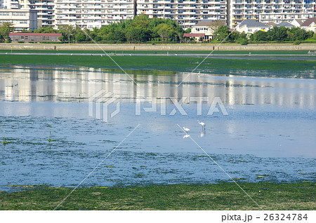 谷津干潟 26324784