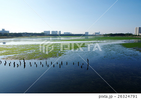 谷津干潟（千葉県習志野市） 26324791
