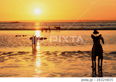 日の出を見つめるわんちゃん 26324835