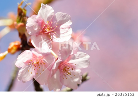 カワヅザクラ 26325152