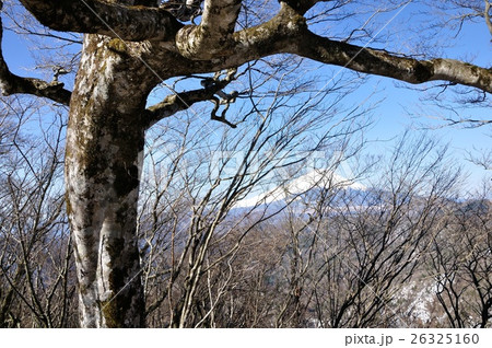 ブナの森に富士山 ブナの森に富士山 26325160