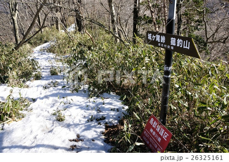 甲相国境尾根のブナ沢乗越 甲相国境尾根のブナ沢乗越 26325161