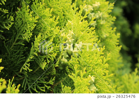 コニファー コニファー 26325476