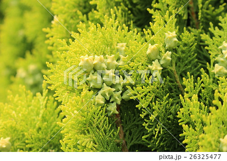 コニファー 26325477