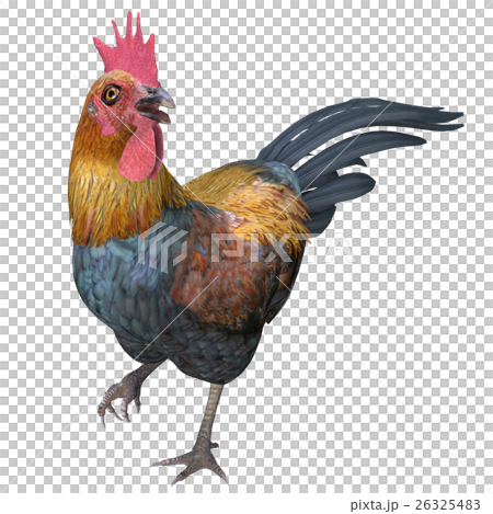 雞 雞 26325483