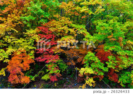 紅葉 26326433