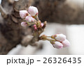 開花間近の桜の蕾 26326435