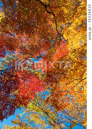 山中湖畔の紅葉 26326810