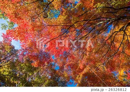 山中湖畔の紅葉 26326812