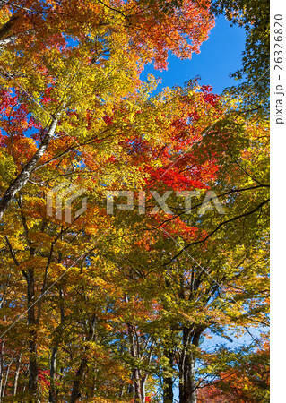 山中湖畔の紅葉 26326820