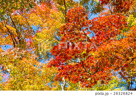 山中湖畔の紅葉 26326824