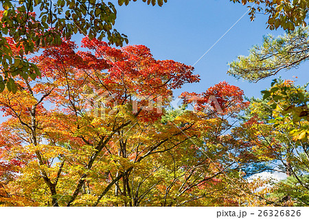 山中湖畔の紅葉 26326826