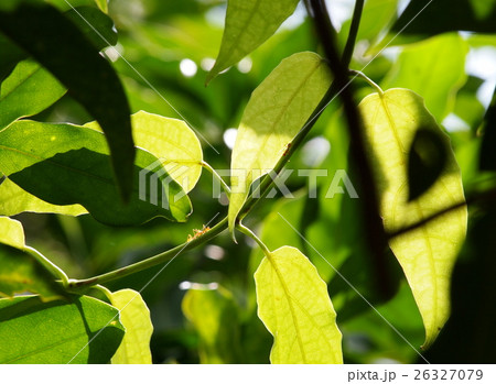 creeping plant in tropical zone, ANNONACEAE creeping plant in tropical zone, ANNONACEAE 26327079